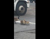 Goose family on street beside a truck