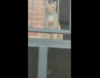 Cat across from kitchen window staring at guy peeping tom