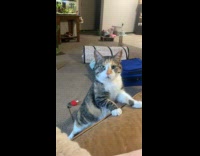 Collab BitchMP - Cat demands cuddles from mom 