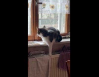 Fat cat sit on floor in funny way