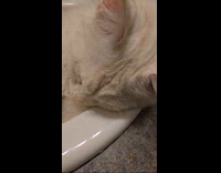 Collab PLC - Cat lie down on the bathroom sink