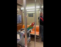 Collab Subway Creatures - Macaw parrot on pet stroller inside train
