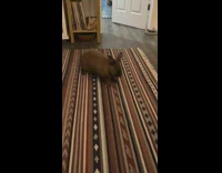 Owner tells rabbit to kickflip and rabbit jumps