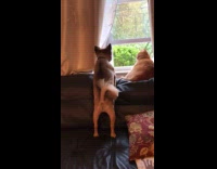 Cat look at dog barking at window