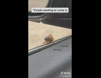 Cicada tries to enter car closed window 