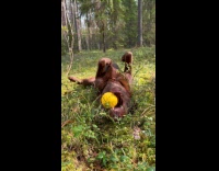 Pup Lies Upside Down on Ground with Ball