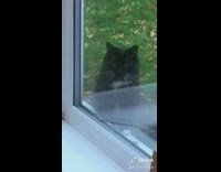 Collab BitchIG2 - Black cat open mouth green house