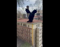 Cat wears whings when going to park