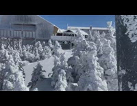 Chairlift view of trees covered with snow