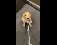 Grumpy puppy doesnt want to go on walk