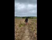 Large brown dog runs slow motion dirt