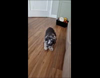 Dog rolling in chair falls off 