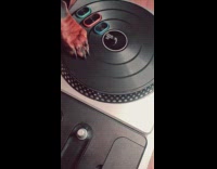 Pet dog with sunglasses on the DJ mixer and pad