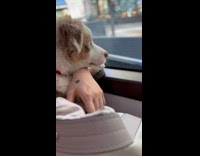 Collab PubityPets - Cute Pet Puppy Looks Outside Bus Window 