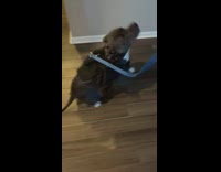 Dog excited for walkies on leash 