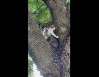 Cat on Tree Asserts Dominance over Another Cat