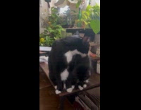 Black white cat on desk lick other cat