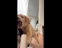 Woman and dog lipsyncing eminem