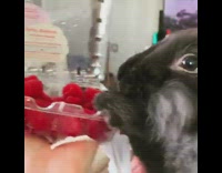 Black bunny rabbit holds onto raspberry container 
