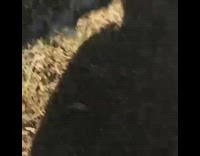 Collab VIBES - Guy Shadow On Tree Branch Squash Banana Breaks Falls Screams