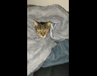 Cat wrapped in grey blanket gets covered