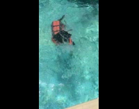 black dog wearing life jacket learing how to swim 