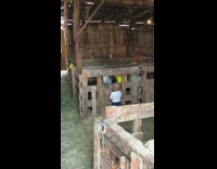 Sheep lamb bumps head little girl  