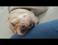 Brown dog sleeps with face against leg