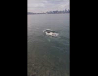 Orca whale swim on surface near filmer