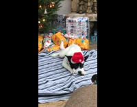 Dog santa hat lay on striped blanket
