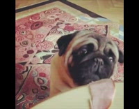Pug dog eats lunch meat slow motion 
