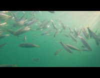 Collab DailyDoseOfInternet - Compilation video of different fishes in the sea