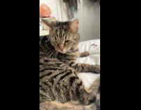 Grey black cat wakes up to sound kim kardashian