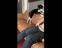 Dog avoiding and scared of lime