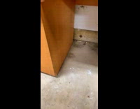 Collab Clips mpugc - Possum hiding in desk cabinet