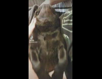 Black pug dog laying on couch on its back on owners lap