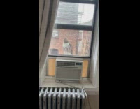 Hawk stands outside the apartment aircon unit