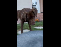 Dog tilts head curious about trash bin