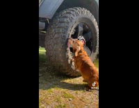 Brown dog licking dirty truck tire 
