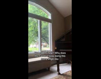 Cardinal bird banging submitters window