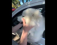 Filmer and friend pets dog in car