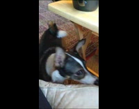 Dog spins and chase own tail