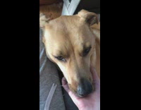 Pet dog receives some neck scratch from filmer