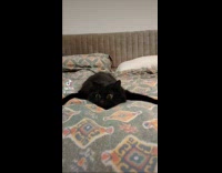 Collab Clips MPUGC - Cat with dilated eyes plays on bed 