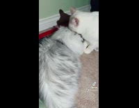 Cat grooms grey cat green wall flash 