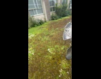 Man catches seagull with bare hands