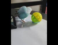 Pet bird plays with Q-Tips and fell from the table