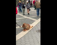 Collab WINY - Stubborn Chowchow Sits Still on Ground at Park Bike cabs behind