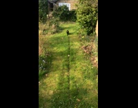 Black cat walks on the line on the grass at the garden