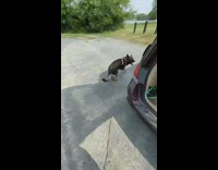 Black dog barks at woman excited and grabs corn toy 